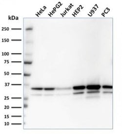 MDH1 Antibody (CPTC-MDH1-1) - Azide and BSA Free, Novus Biologicals 100 &mu;g | Buy Online | Novus Biologicals | Fisher Scientific